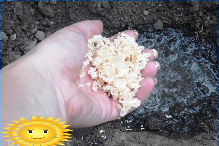Master class: comment planter des raisins de Corinthe avec des boutures