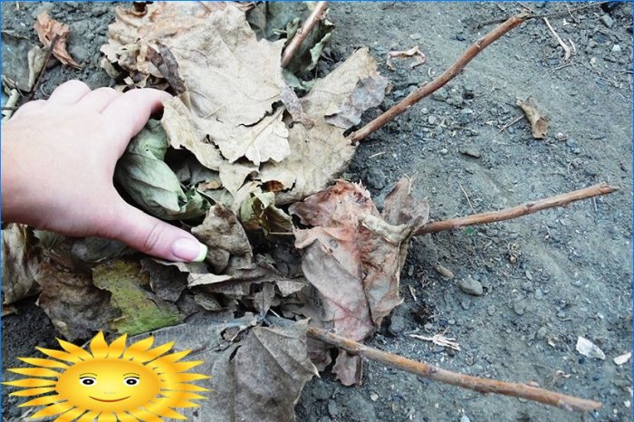 Master class: comment planter des raisins de Corinthe avec des boutures