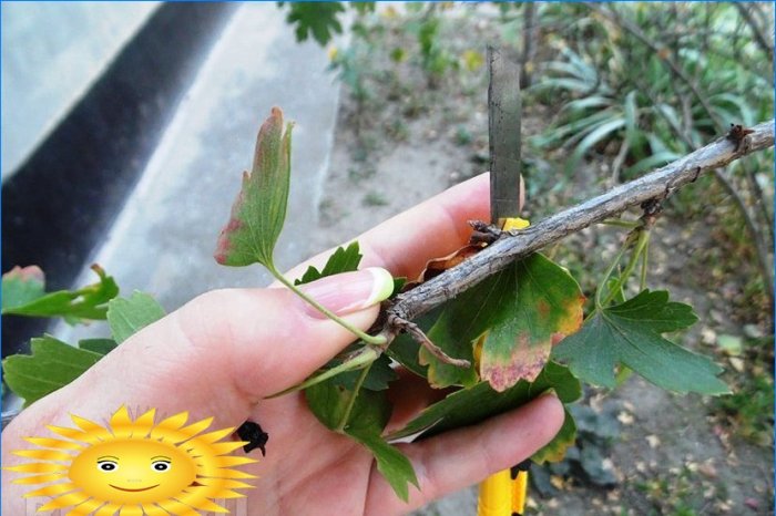 Master class: comment planter des raisins de Corinthe avec des boutures