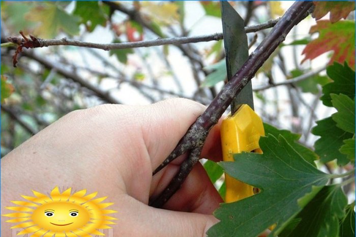 Master class: comment planter des raisins de Corinthe avec des boutures