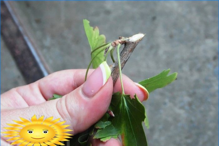 Master class: comment planter des raisins de Corinthe avec des boutures