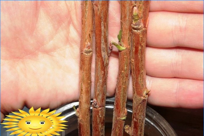 Master class: comment planter des raisins de Corinthe avec des boutures