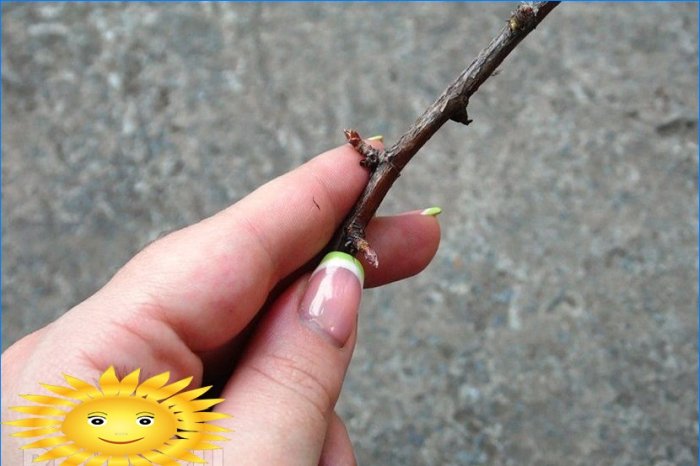 Master class: comment planter des raisins de Corinthe avec des boutures