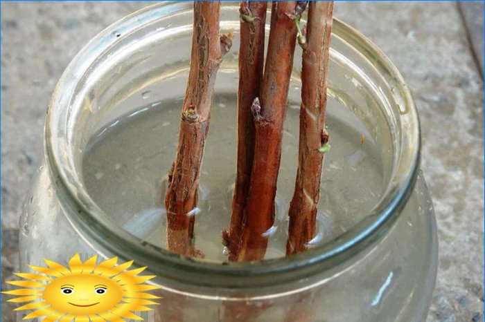 Master class: comment planter des raisins de Corinthe avec des boutures