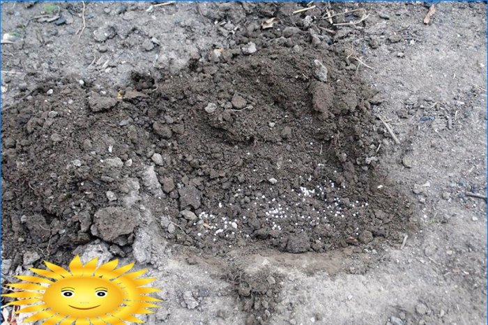 Master class: comment planter des raisins de Corinthe avec des boutures