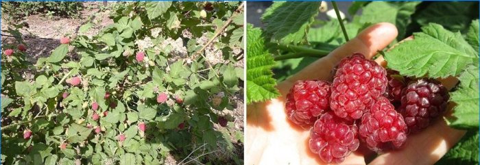 Loganberry sans épines
