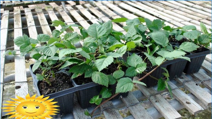 Plants de mûres