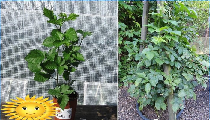 Variétés de mûres