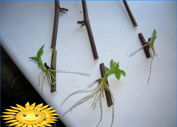 Propagation de mûres