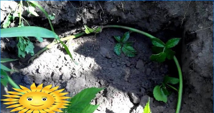 Propagation de mûres