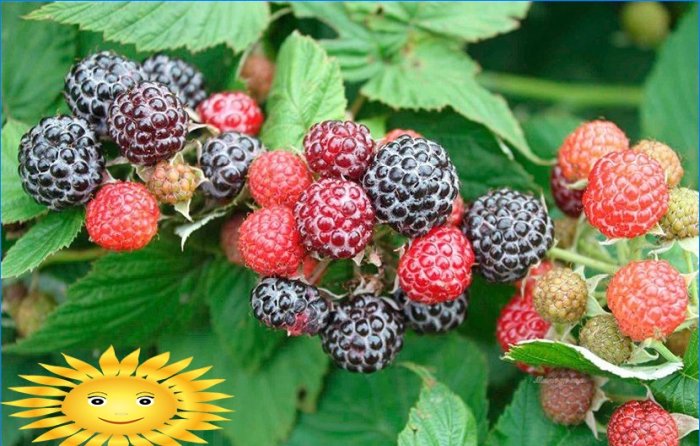 Taille d'automne des raisins, framboises, groseilles