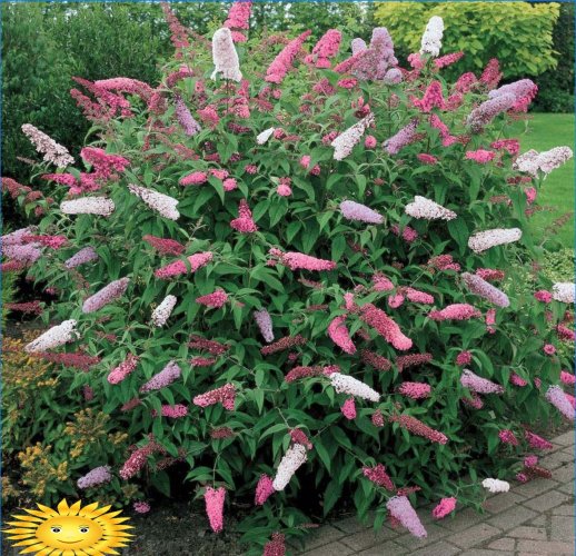 Arbustes ornementaux pour la décoration de jardin