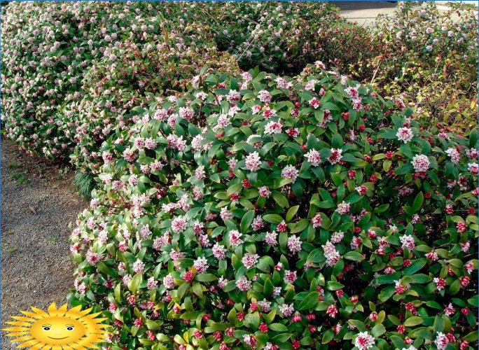 Arbustes ornementaux pour la décoration de jardin