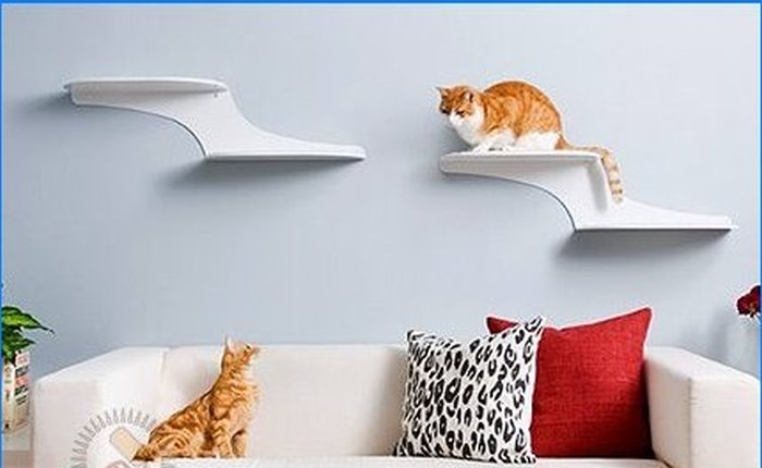 Cette chaise pour moi, ce pouf pour le chat - nous équipons l'intérieur du chat