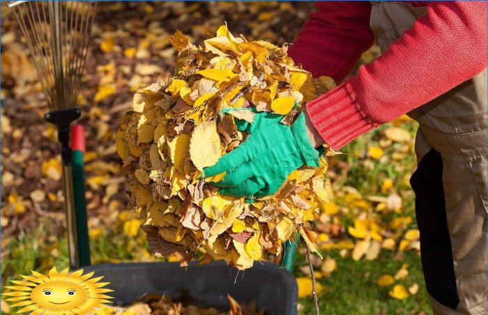 Cinq raisons de ne pas cueillir les feuilles mortes dans votre jardin