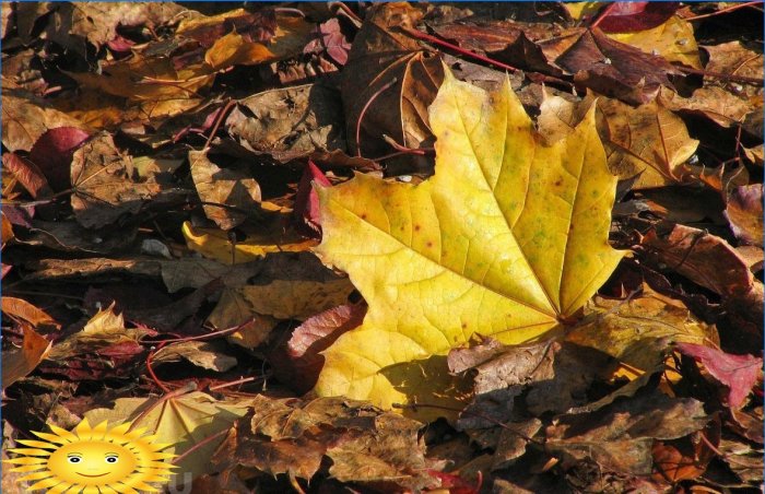 Cinq raisons de ne pas cueillir les feuilles mortes dans votre jardin