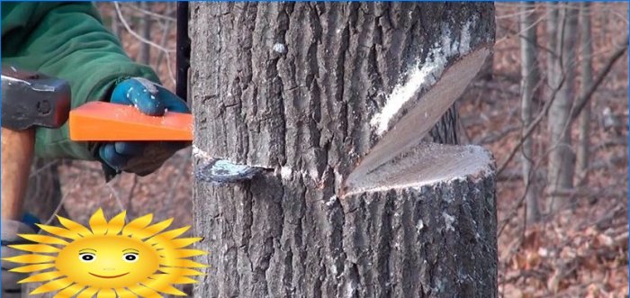 Comment abattre correctement un arbre et le remplir dans le bon sens