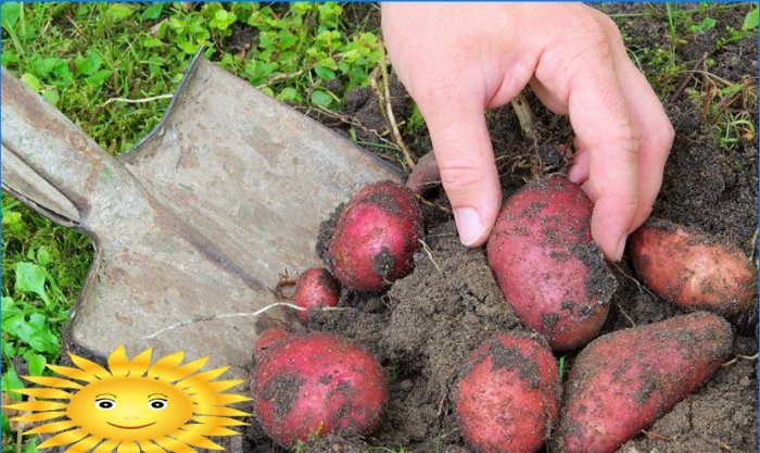 Comment bien préparer les pommes de terre pour la plantation