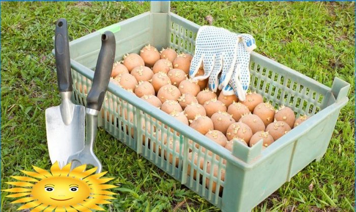 Comment bien préparer les pommes de terre pour la plantation