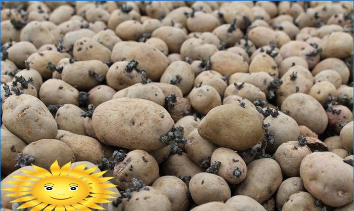 Comment bien préparer les pommes de terre pour la plantation