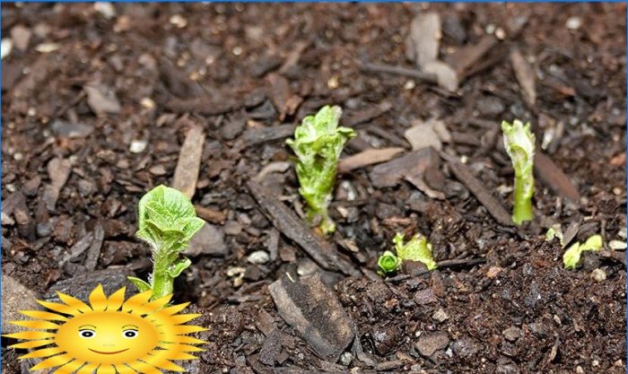 Comment bien préparer les pommes de terre pour la plantation