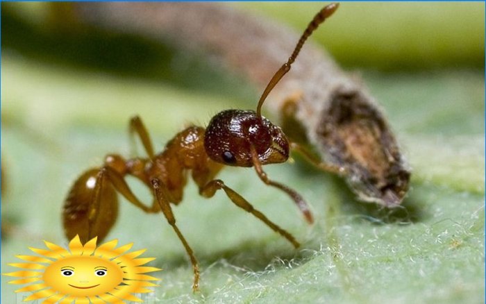 Combat de fourmis ou comment se débarrasser des nids de fourmis