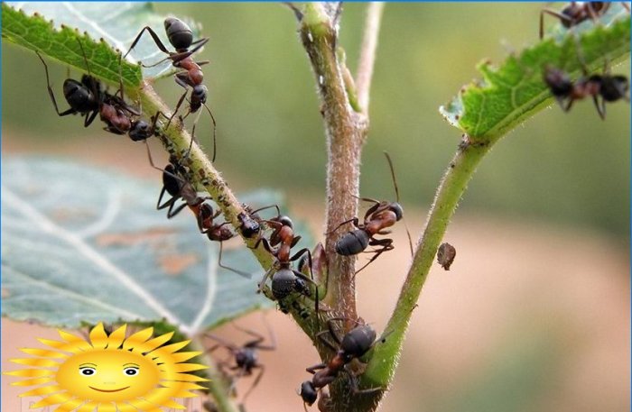 Combat de fourmis ou comment se débarrasser des nids de fourmis