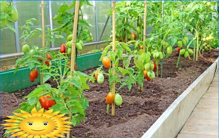 Cultiver des légumes d'hiver dans une serre