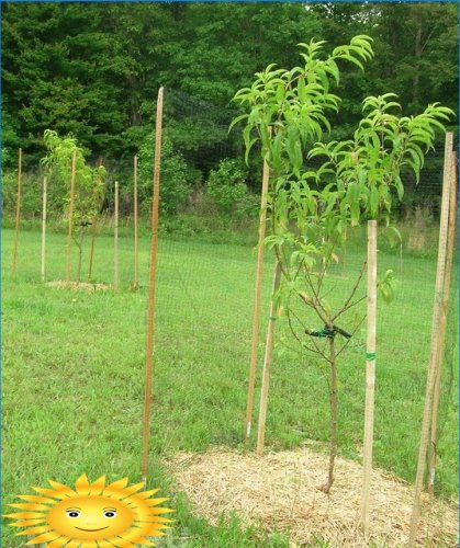 Planter un semis de pêche