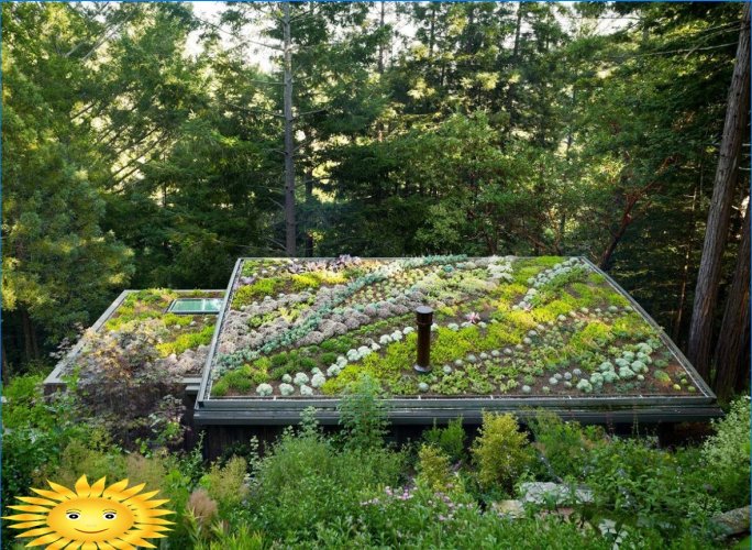 Jardin sur le toit - variétés et arrangement de vos propres mains