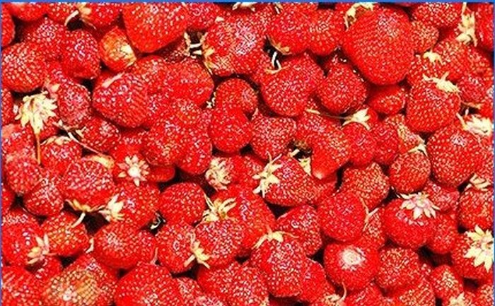 La baie la plus sucrée de votre site - la culture des fraises