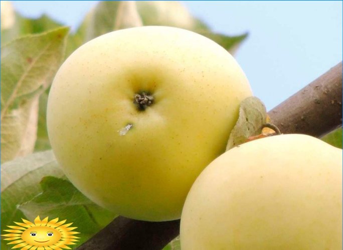 Les pommes sont différentes: nous comprenons les variétés populaires de pommiers