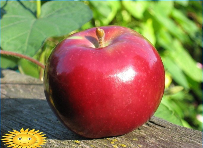 Les pommes sont différentes: nous comprenons les variétés populaires de pommiers