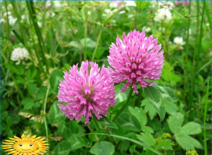 Quel engrais vert est préférable de semer dans le jardin