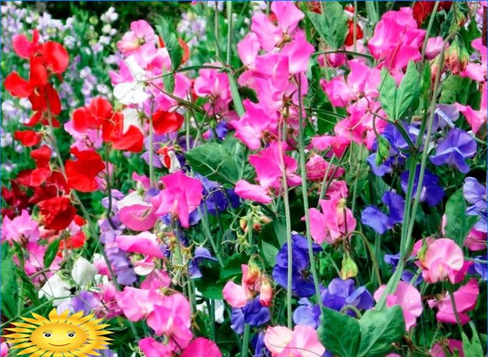 Quelles fleurs parfumées et parfumées planter dans le jardin