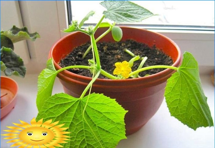 Récoltez toute l'année: un potager sur le rebord de la fenêtre