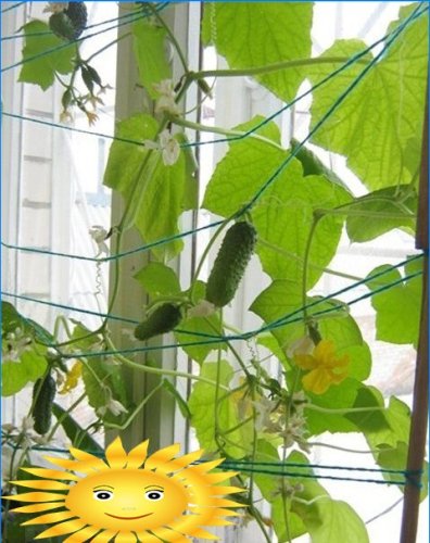 Récoltez toute l'année: un potager sur le rebord de la fenêtre