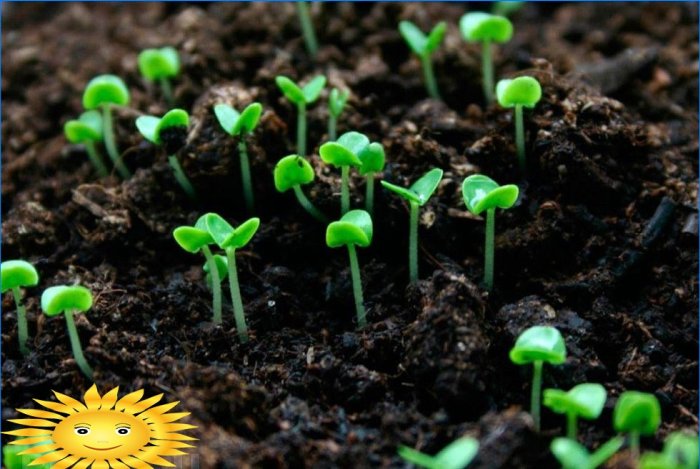 Sapropel est utilisé pour fertiliser les plantes cultivées