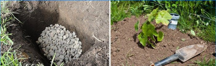 Vignoble intelligent: comment planter correctement le raisin