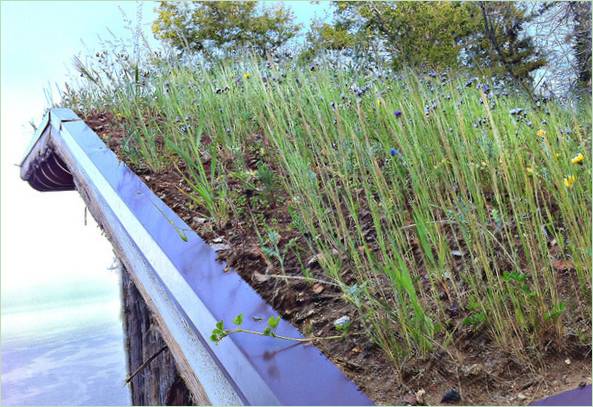 Des plantes plantées sur le toit d'une cabane