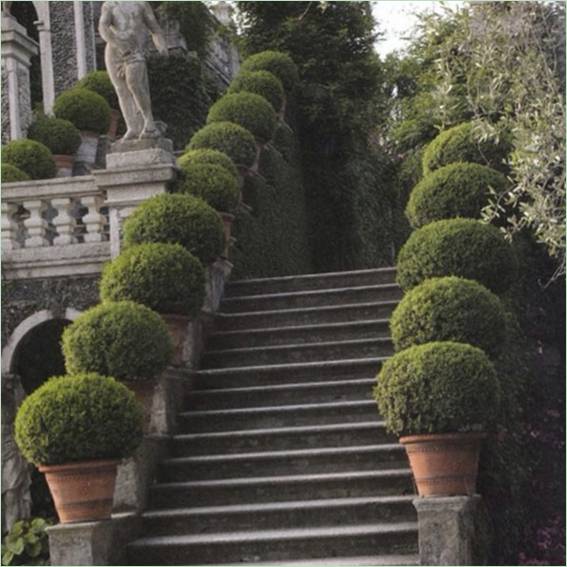 Le jardin classique de buis