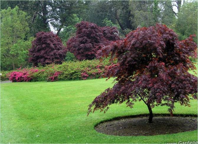 Arboretum du Mont Congreve