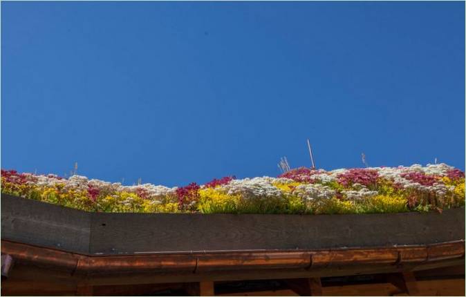 Bordure de toit plantée de sedum de différentes couleurs