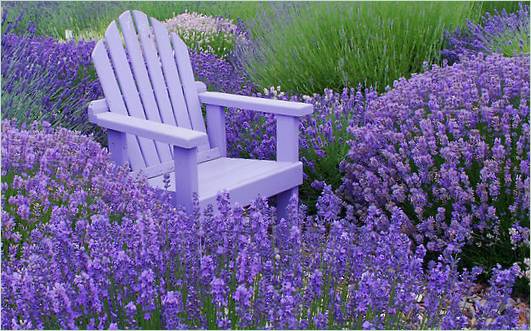 La lavande dans le jardin