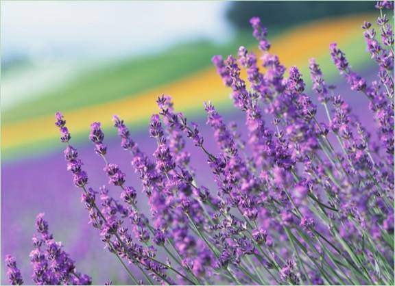 Fleurs de lavande