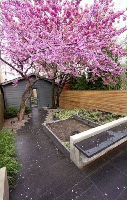 Arbres dans une cour de maison
