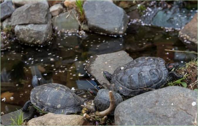 Aménagement du jardin : un bassin pour les tortues