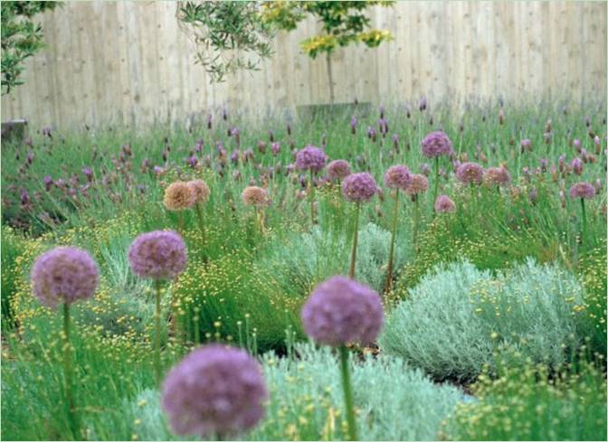 Aménagement paysager économique - graminées ornementales et Allium Aménagement paysager économique - graminées ornementales et Allium