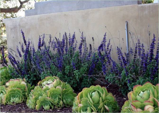 Aménagement paysager économique - Succulentes et véroniques lumineuses Aménagement paysager économique - Succulentes et véroniques lumineuses