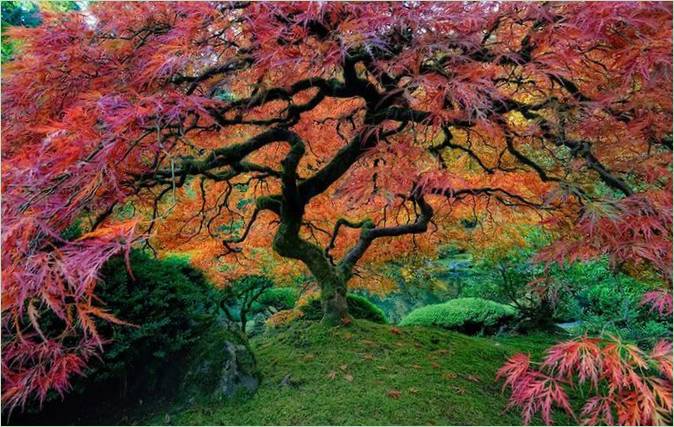Les plus beaux arbres du monde